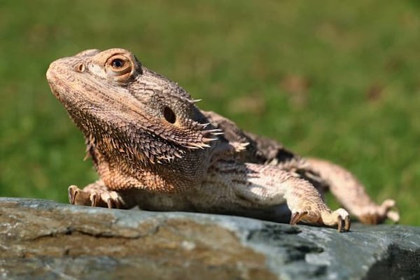 Peut-on entraîner un pogona à reconnaître son nom, et quelles méthodes sont les plus efficaces ?